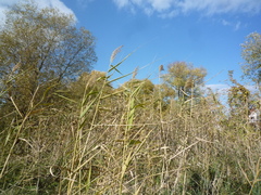 Phragmites australis altissimus