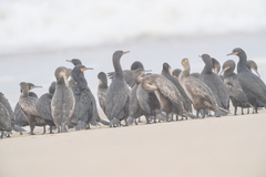 Phalacrocorax capensis