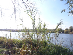 Phragmites australis altissimus