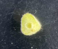 Caryomyia persicoides