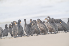 Phalacrocorax capensis