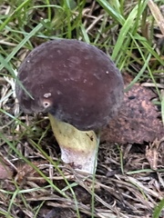 Boletus pinophilus