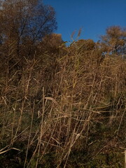 Phragmites australis altissimus