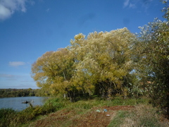 Salix euxina