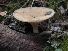 Polyporus tuberaster