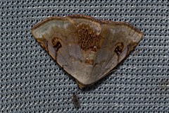 Eublemma brigitta