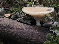 Polyporus tuberaster