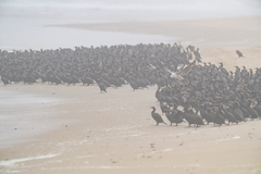 Phalacrocorax capensis