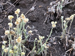 Pseudognaphalium stramineum