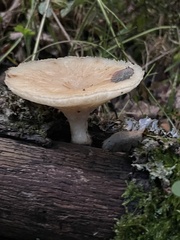 Polyporus tuberaster