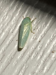 Gyponana octolineata