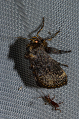 Limacodidae