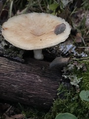Polyporus tuberaster