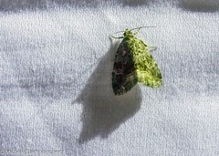 Protodeltote muscosula