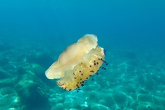 Cotylorhiza tuberculata