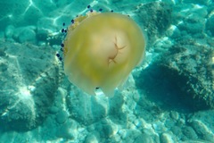 Cotylorhiza tuberculata