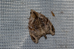 Androlymnia torsivena