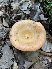 Lactarius deliciosus