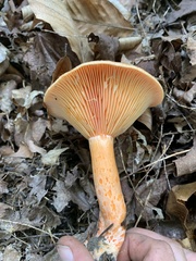 Lactarius deliciosus
