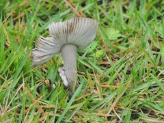 Amanita rhacopus