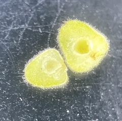 Caryomyia persicoides