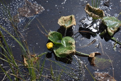 Nuphar polysepala