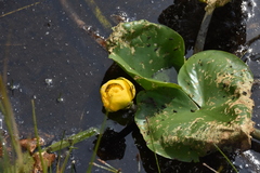 Nuphar polysepala