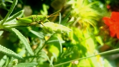 Sphenarium purpurascens