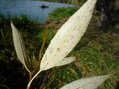 Salix euxina
