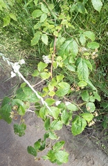 Rubus sachalinensis