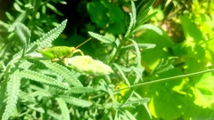 Sphenarium purpurascens