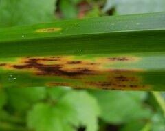 Puccinia