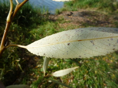 Salix euxina