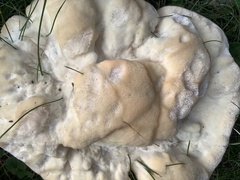 Climacocystis borealis