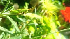 Sphenarium purpurascens