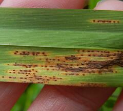 Puccinia