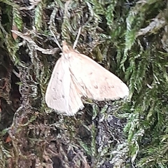 Achyra nudalis