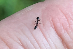 Pseudomyrmex ejectus