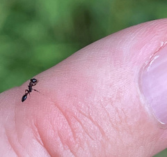 Pseudomyrmex ejectus