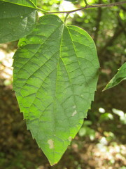 Celtis tenuifolia