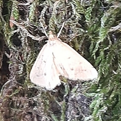Achyra nudalis