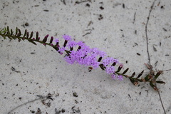 Liatris pauciflora secunda