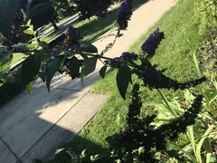 Buddleja davidii