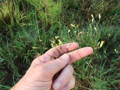 Croptilon divaricatum