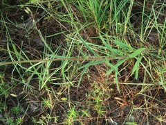 Croptilon divaricatum