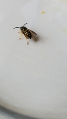Vespula alascensis