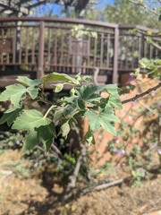 Malva subovata bicolor