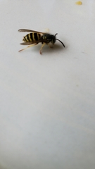 Vespula alascensis
