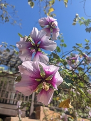 Malva subovata bicolor