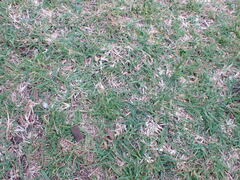 Cenchrus clandestinus